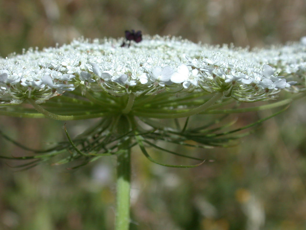 Angelica o Daucus